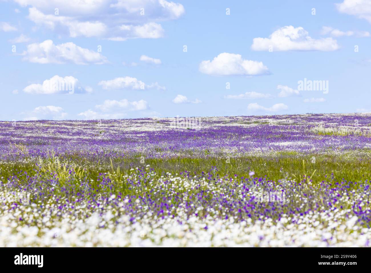Portogallo, Evora. Campo di margherite bianche e salvia viola. Foto Stock