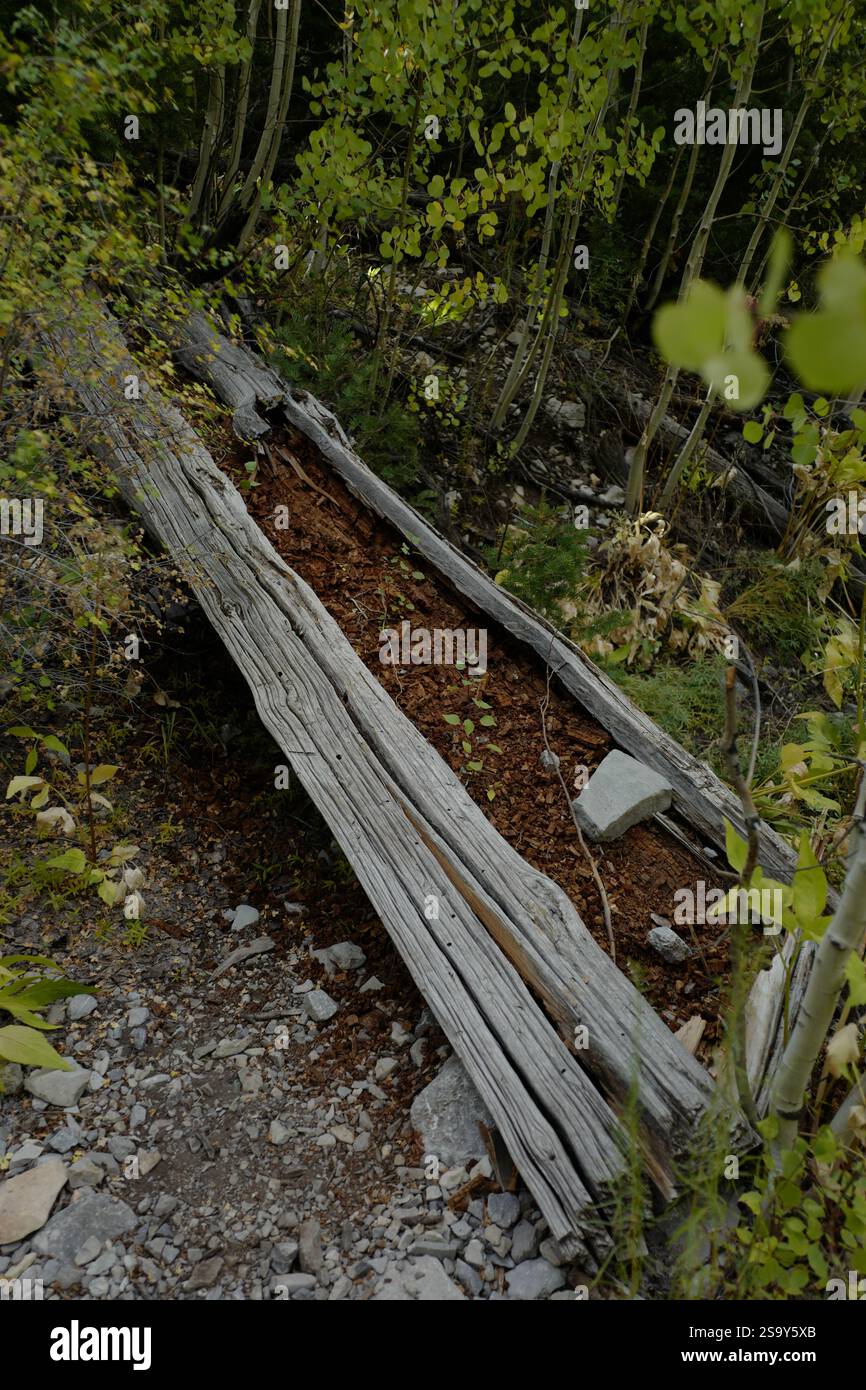 Il tronco di legno poggia sul pavimento della foresta. Si tratta di una scena serena che cattura la bellezza senza tempo dei momenti tranquilli della natura. Foto Stock
