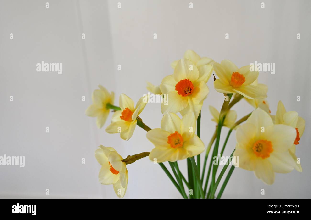 Narcisi naturali con middles arancioni su sfondo chiaro. Foto Stock