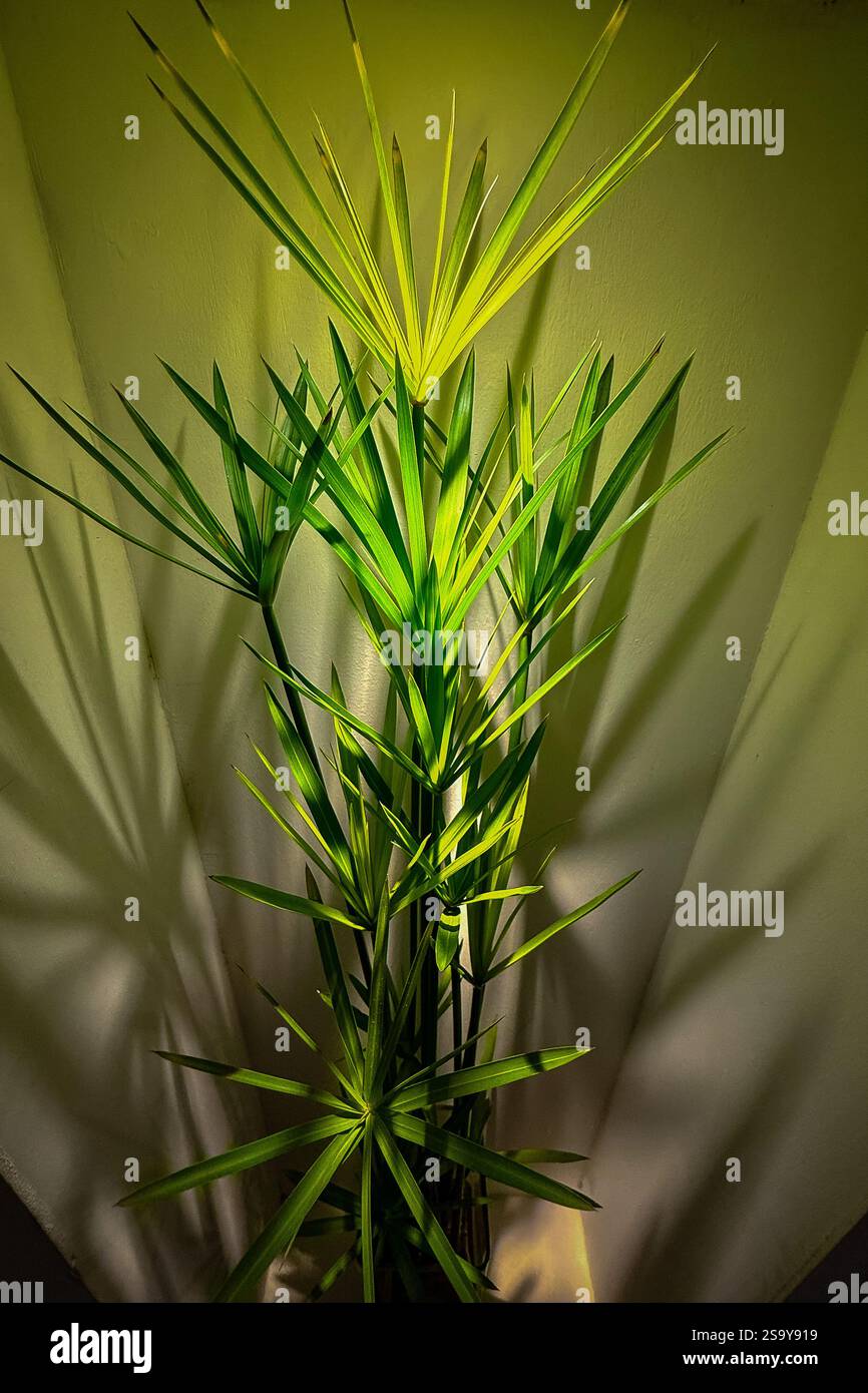 Impianto interno con ombre à primo piano di una pianta in vaso con foglie affilate, illuminata da un'illuminazione soffusa, che proietta ombre spettacolari sulla parete. al chiuso Foto Stock
