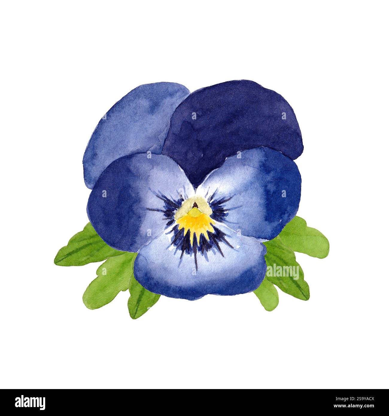 Fiore di pansia blu acquerello. Illustrazione disegnata a mano, isolata su sfondo bianco. Foto Stock
