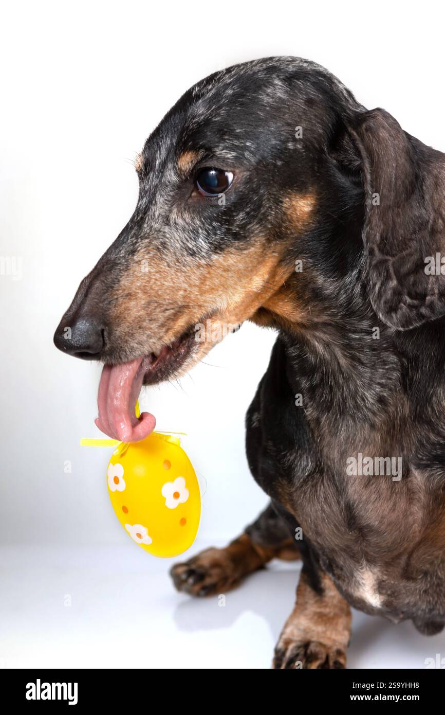 Un vecchio cane di dachshund è seduto con un uovo di Pasqua in bocca, con i colori delle poste su sfondo bianco. Il concetto della vacanza di Pasqua Foto Stock