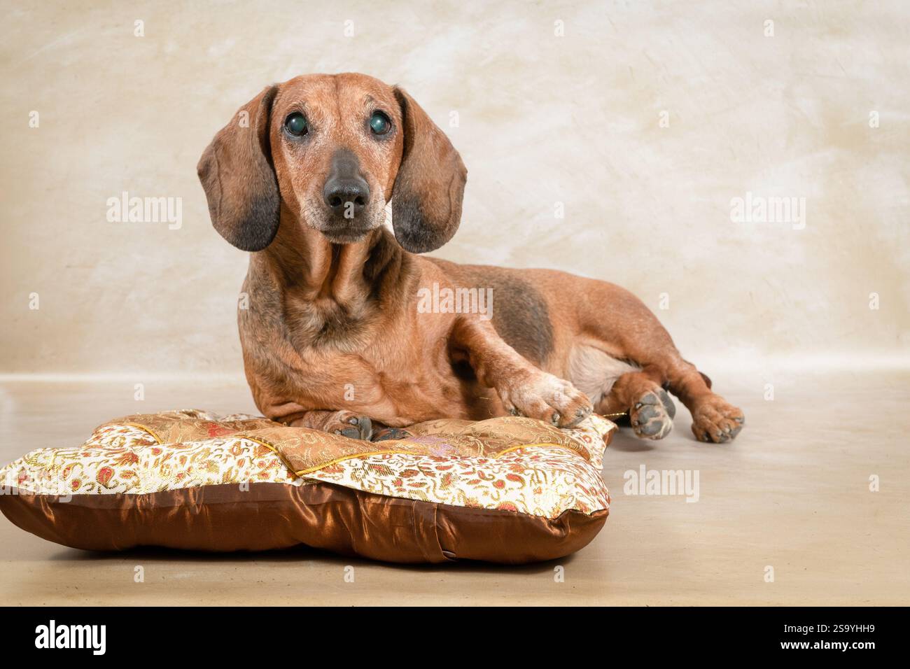 Un simpatico cucciolo di dachshund con orecchie floppy si appoggia su un cuscino marrone, guardando serenamente. Le tonalità calde creano un'atmosfera accogliente, perfetta per mettere in mostra il Foto Stock