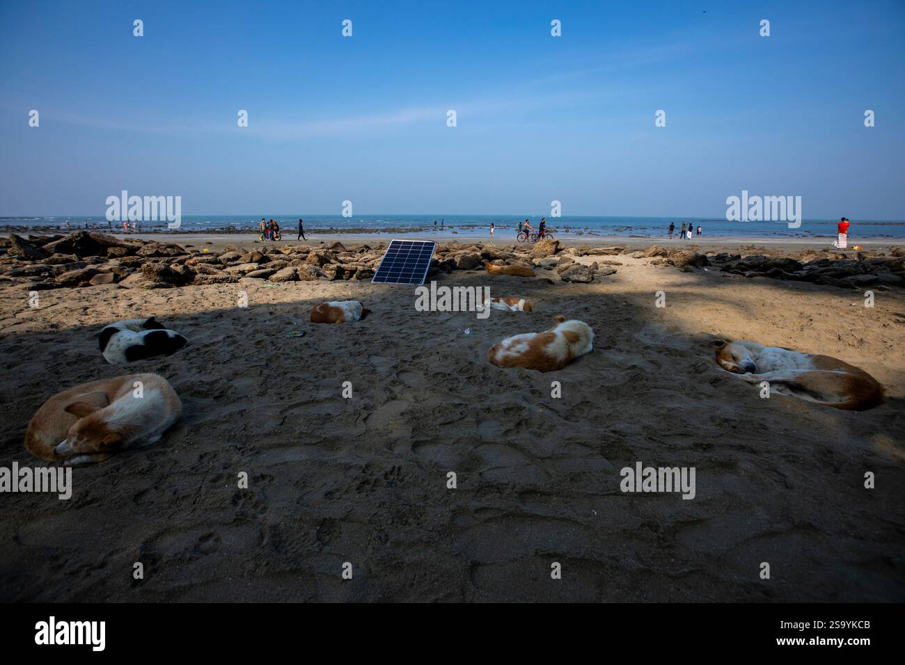 Cani bloccati sulla spiaggia di Saint Martin's Island, l'unica isola corallina del Bangladesh, situata nella Baia del Bengala, all'interno del distretto di Cox's Bazar. Foto Stock
