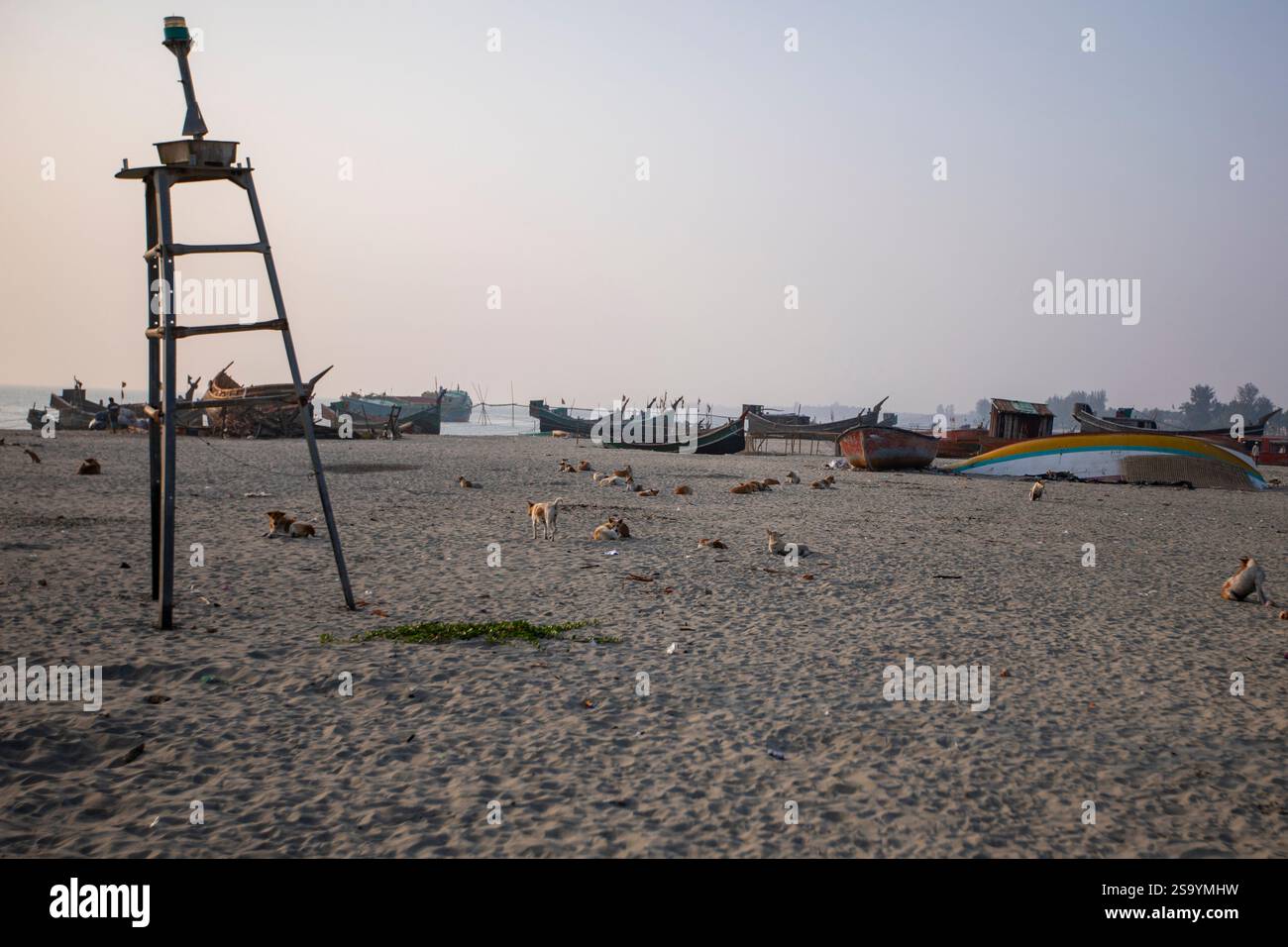 Cani bloccati sulla spiaggia di Saint Martin's Island, l'unica isola corallina del Bangladesh, situata nella Baia del Bengala, all'interno del distretto di Cox's Bazar. Foto Stock