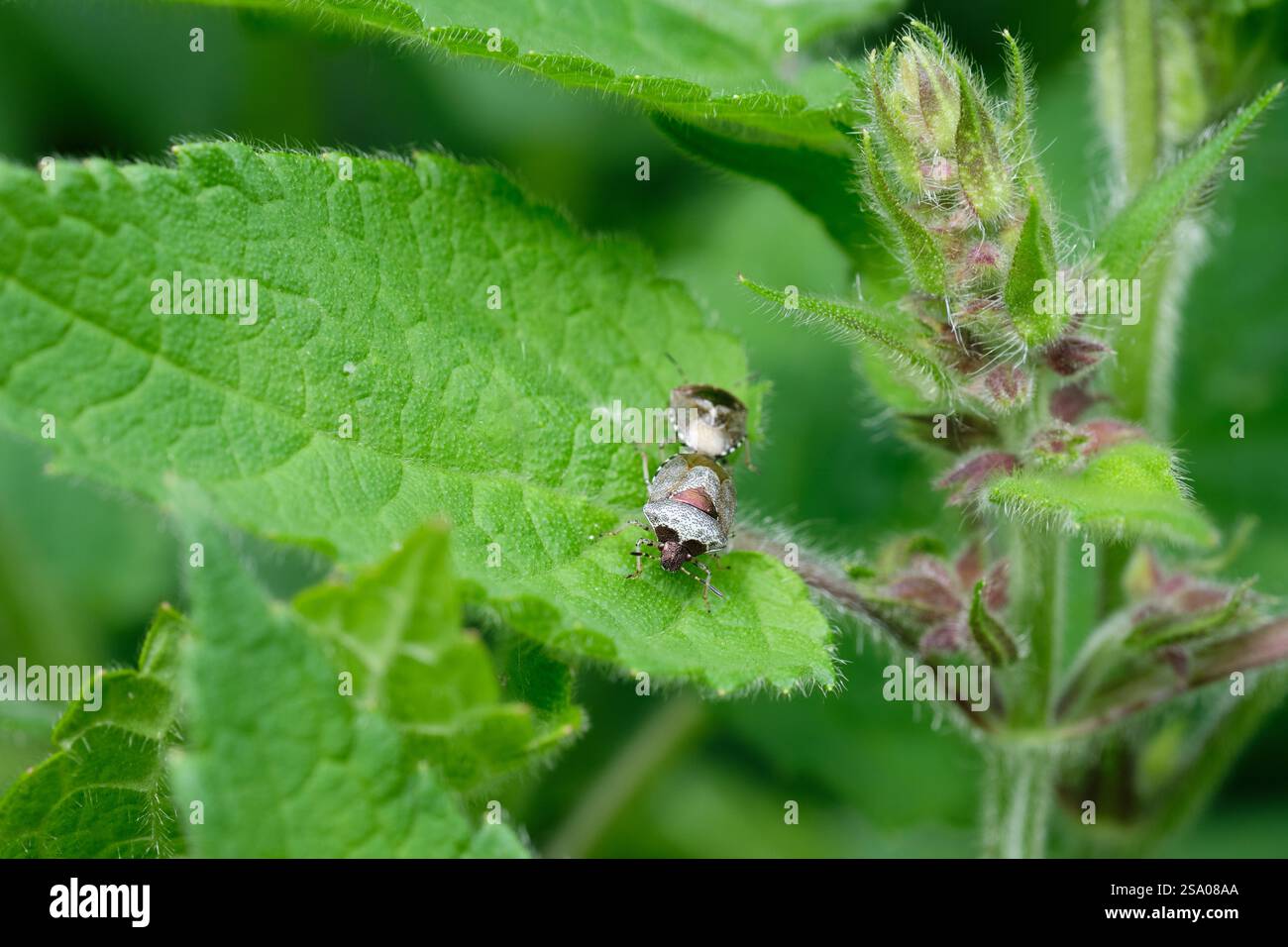 Un paio di Bugs Bronze Shield Troilus luridus che si accoppiano su una pianta bianca di ortica morta in un confine di fiori selvatici in giardino, Regno Unito. Foto Stock