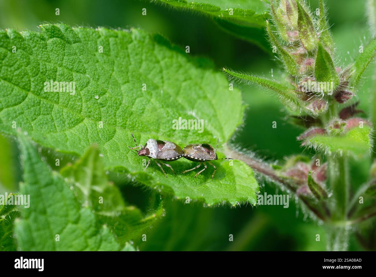 Un paio di Bugs Bronze Shield Troilus luridus che si accoppiano su una pianta bianca di ortica morta in un confine di fiori selvatici in giardino, Regno Unito. Foto Stock