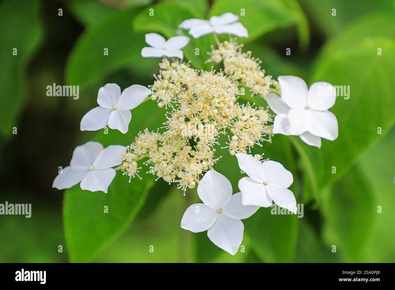 I fiori bianchi, con pizzo e cima piatta, di un arbusto fiorito di Hydrangea aspera Foto Stock
