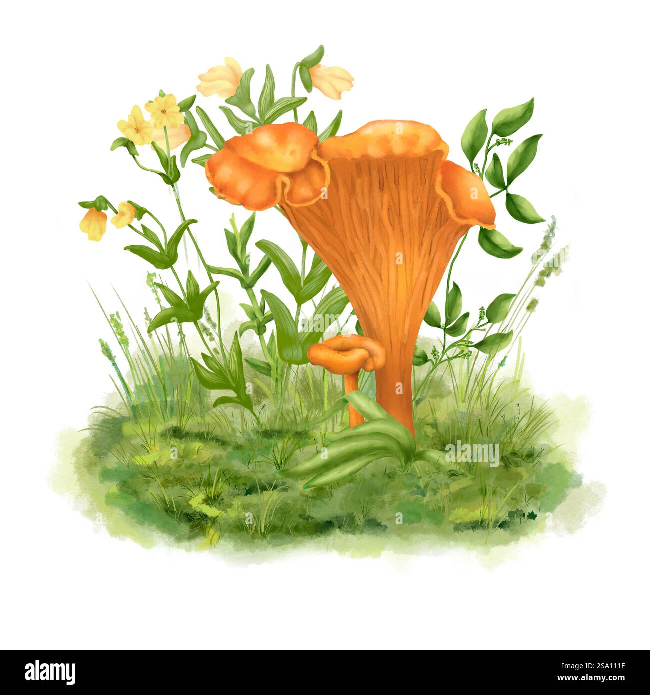 Funghi canterelle su un prato di fiori di foresta in erba verde. Illustrazione digitale acquerello. Bordo della foresta e fiori e rami gialli estivi Foto Stock