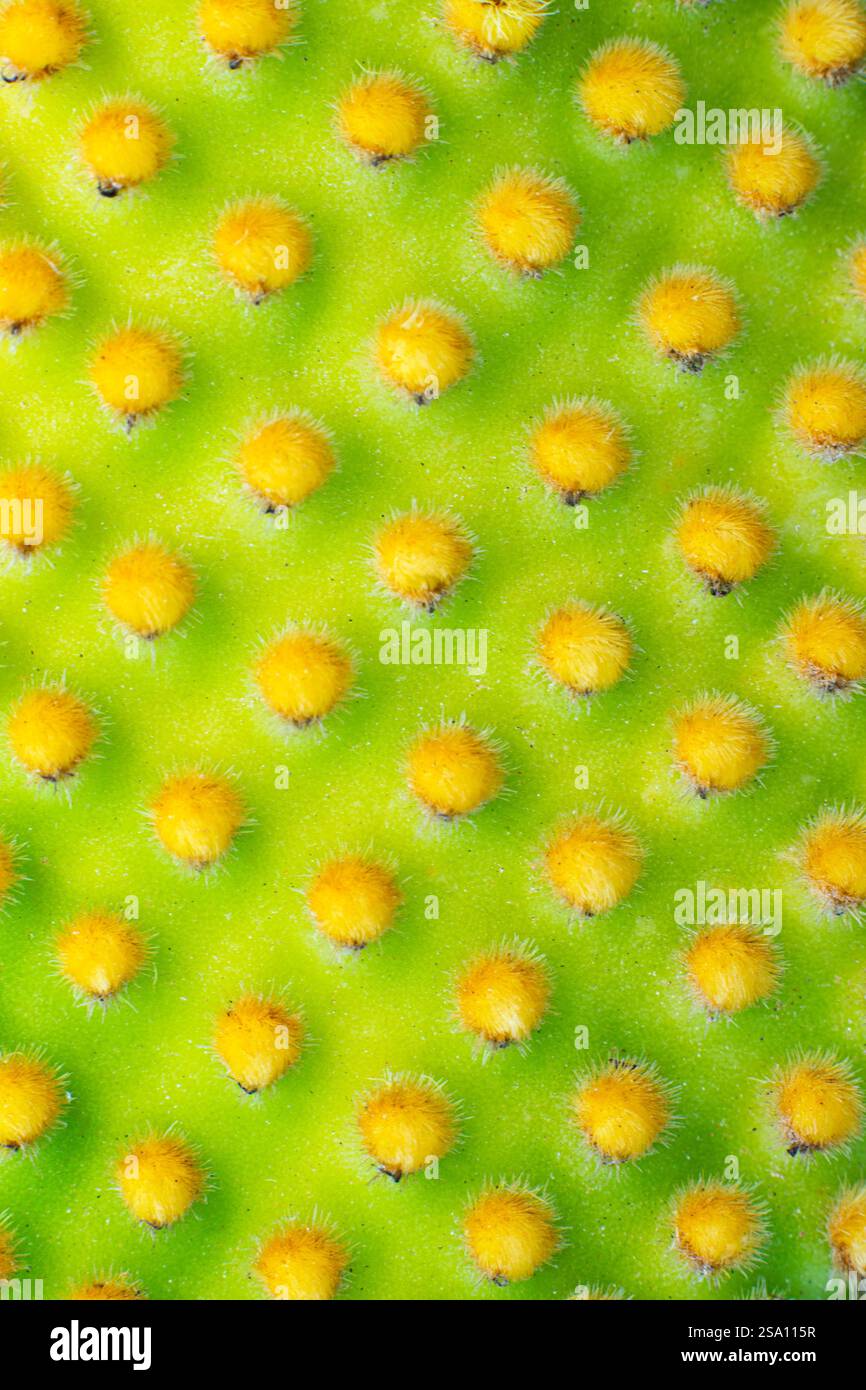 Primo piano di un cactus oputnia microdasys. Immagine macro dei picchi di un cactus. Foto Stock