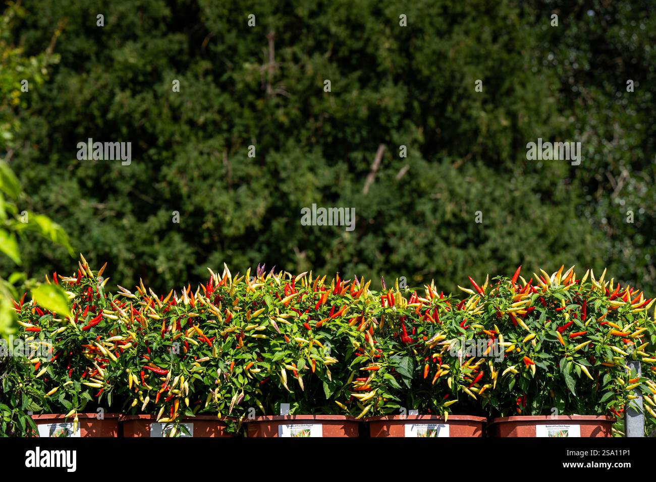 Una fila di piante shili rosse sane in vasi sotto il sole luminoso Foto Stock
