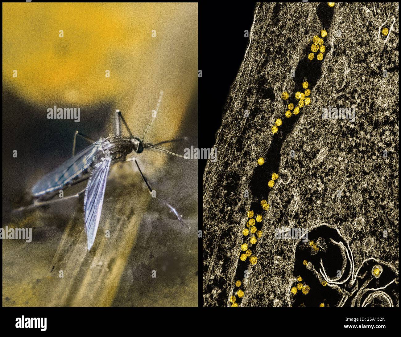 Una zanzara Culex (sinistra) accanto a una micrografia elettronica di trasmissione (destra) di particelle del virus del Nilo occidentale (colorato giallo) in replica. Foto Stock
