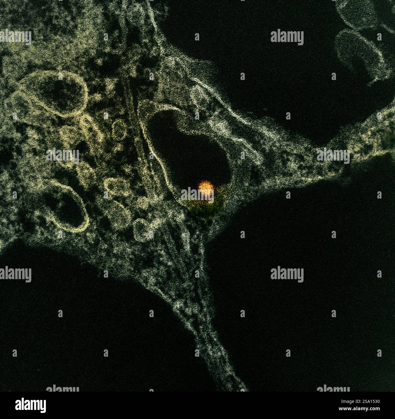 Micrografia elettronica a trasmissione colorata di una particella del virus del Nilo occidentale (giallo/arancione) trovata all'interno del citoplasma di una cellula VERO E6 (verde). Foto Stock