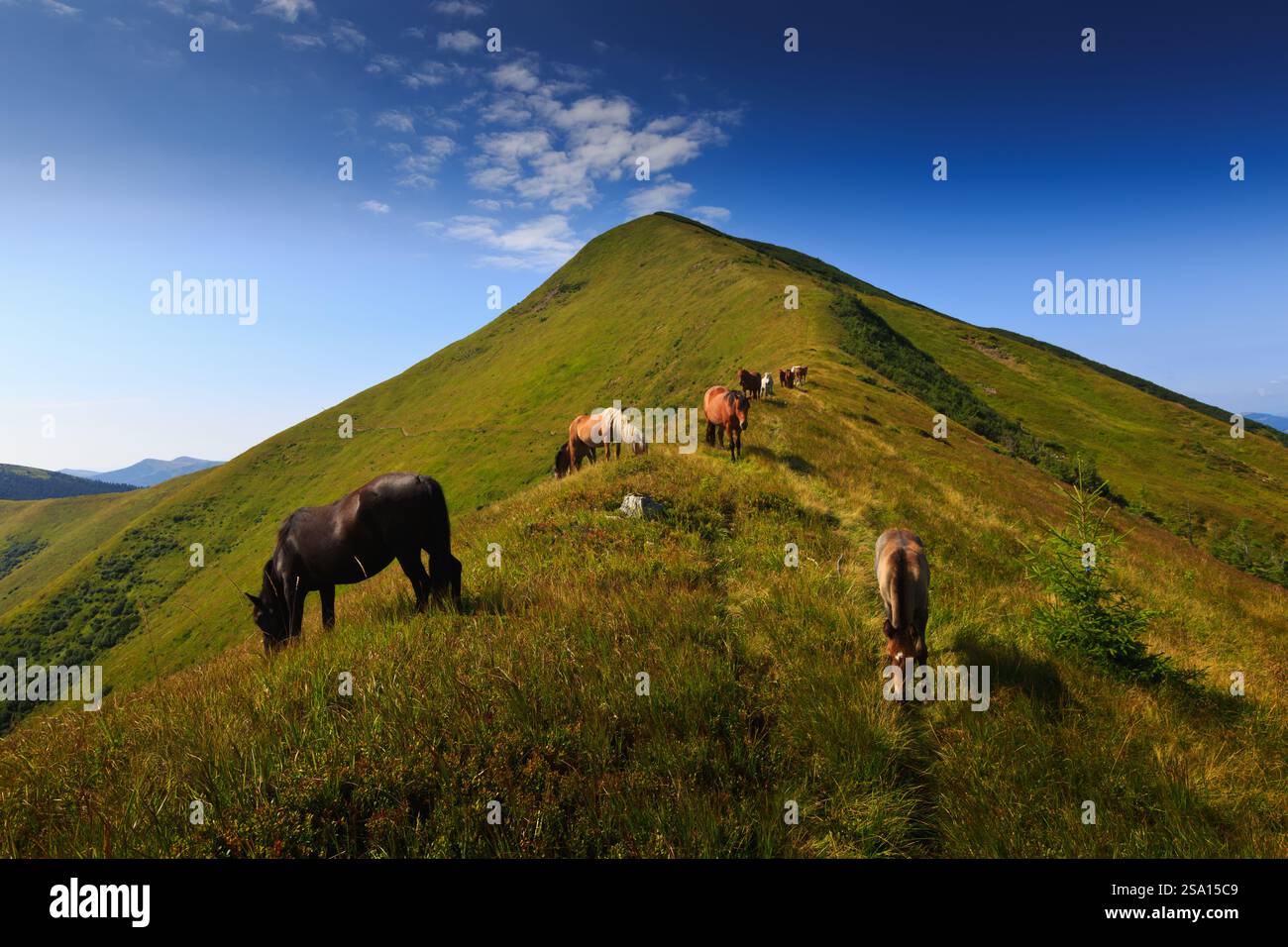 Cavalli selvatici che pascolano su pendii erbosi vicino a Strimba Peak, Carpazi, Gorgany Range, Synevyr National Nature Park, sotto un cielo blu. Foto Stock