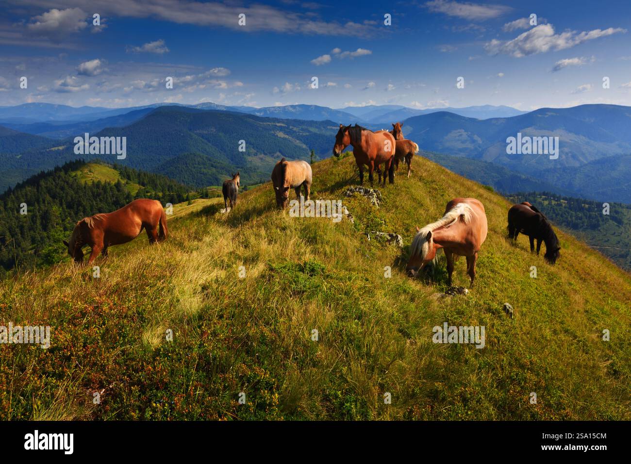 Cavalli selvatici che pascolano su pendii erbosi vicino a Strimba Peak, Carpazi, Gorgany Range, Synevyr National Nature Park, sotto un cielo blu. Foto Stock