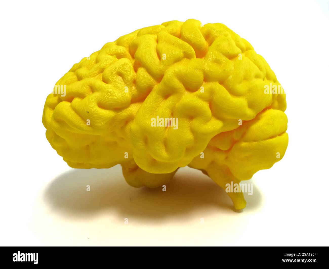 Cervello umano normale cervello umano normale 016555_029 Foto Stock