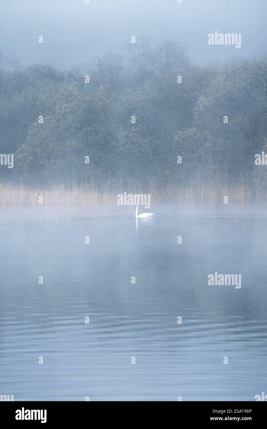 Il cigno galleggia su un lago nebbioso in una bella e tranquilla mattinata nel Lake District, Regno Unito. Foto Stock