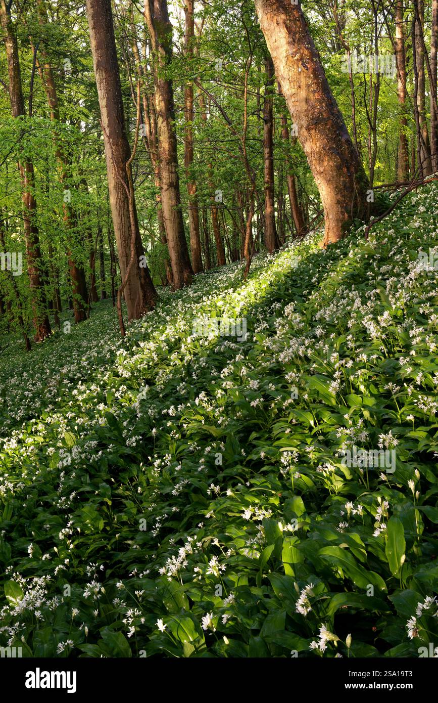 Splendida luce del sole mattutina che illumina l'aglio selvatico in una foresta primaverile nel Lake District, Regno Unito. Foto Stock