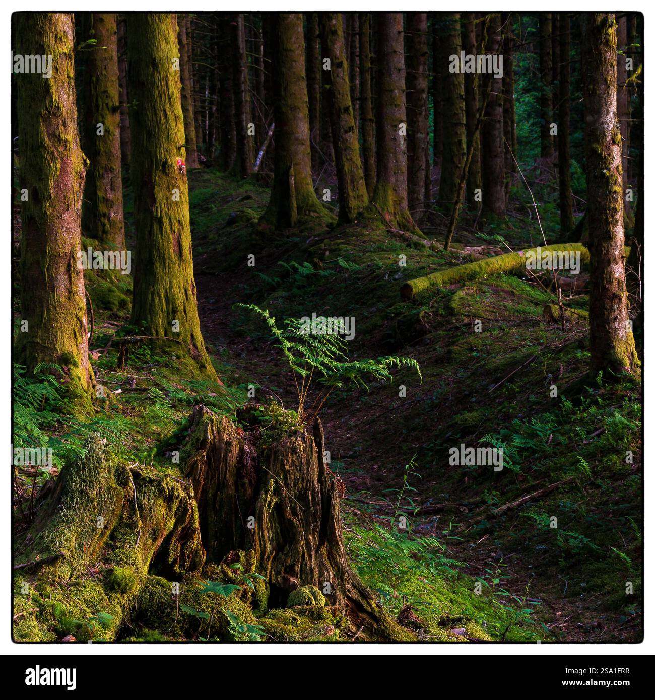 HAUTES-ALPES (05), JEAN-MICHEL BERTRAND REGISTA E REGISTA DEL FILM LA VALLE DEI LUPI Foto Stock