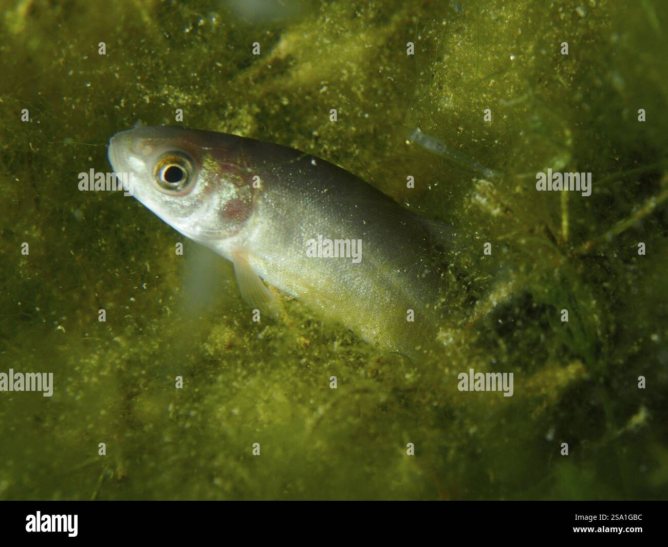 Una tinca (Tinca tinca) cerca rifugio tra fitte piante verdi, sito di immersione Wildsau, Berlingen, lago di Costanza, Svizzera, Germania, Europa Foto Stock
