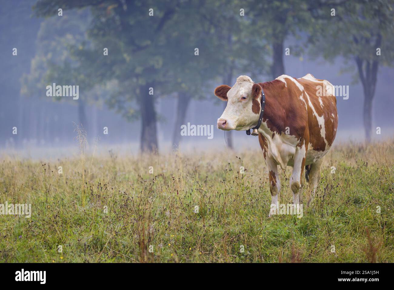 Una mucca frisone Holstein si erge al pascolo su un prato con alberi in una giornata nebbiosa. ENG Valley, Austria, Europa Foto Stock