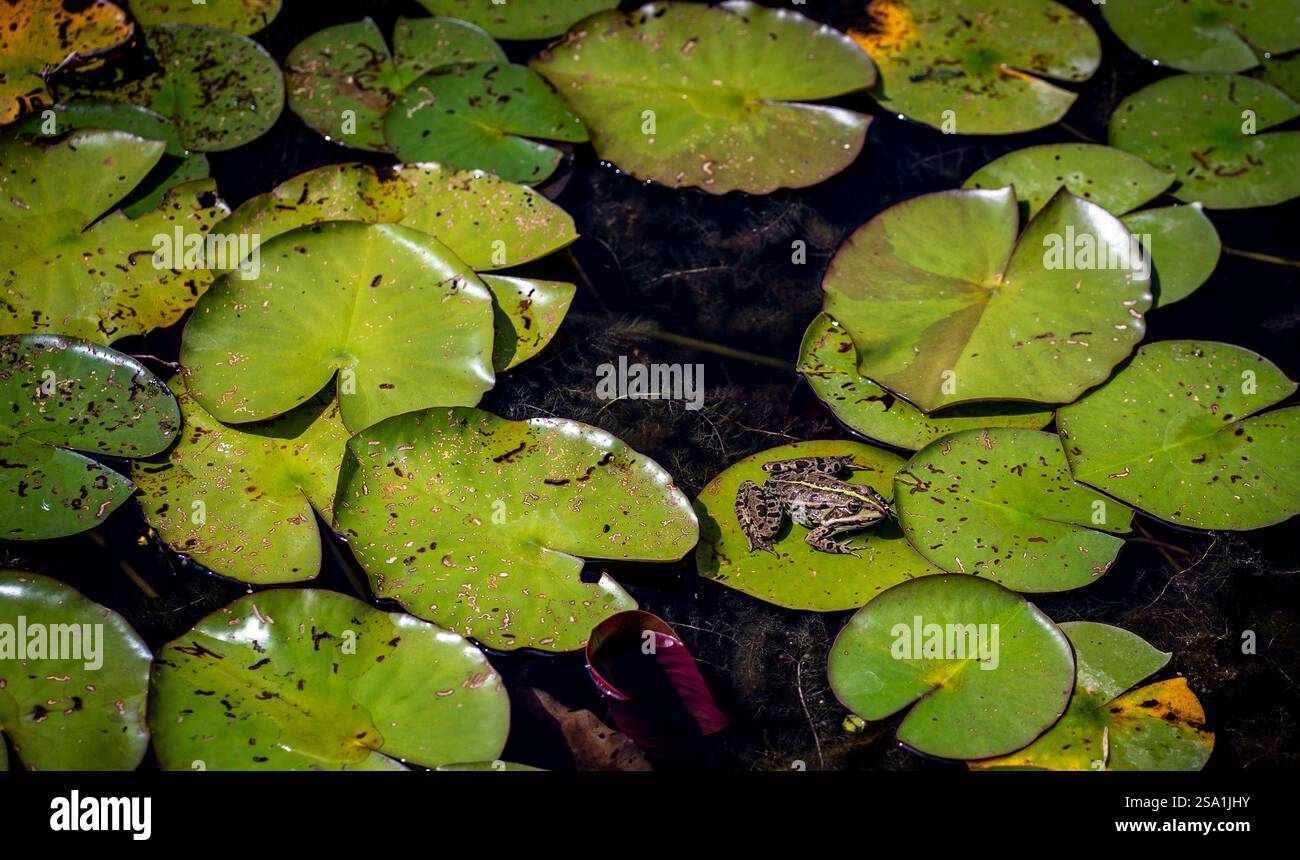 Un tranquillo laghetto con grandi gigli verdi che galleggiano sulla superficie dell'acqua, con una piccola rana appoggiata su uno dei cuscinetti. La luce del sole si riflette su Foto Stock