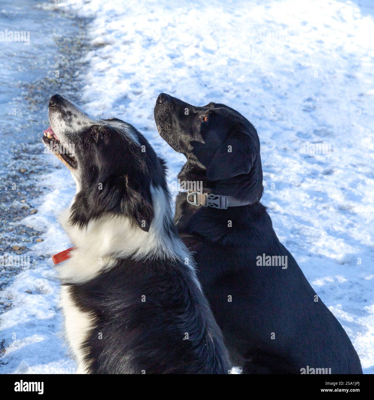 Un cane da collie di confine e un labrador retriever nero seduti a guardare il loro proprietario. I cani sono fuori nella neve. Foto Stock