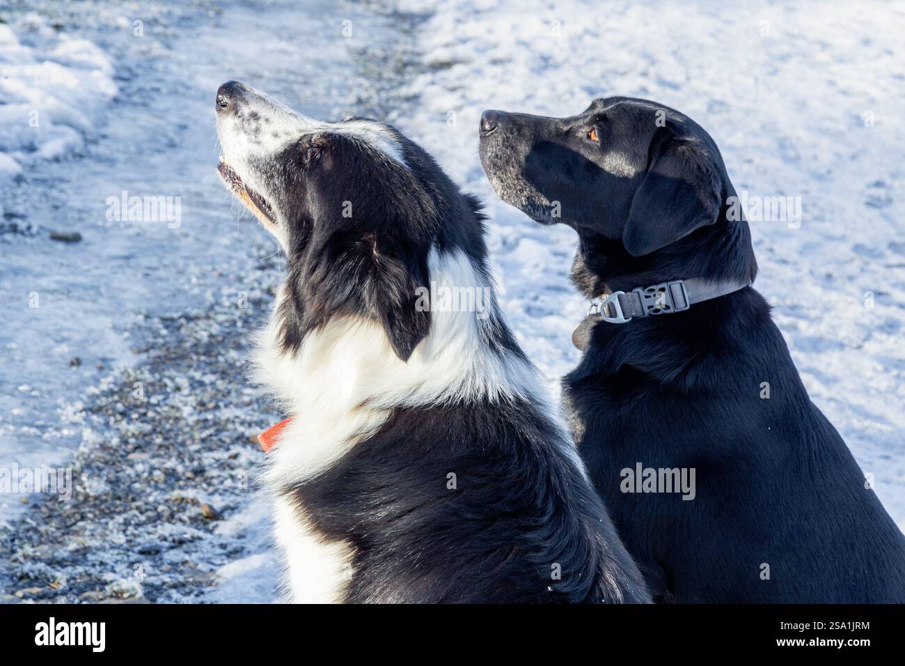 Un cane da collie di confine e un labrador retriever nero seduti a guardare il loro proprietario. I cani sono fuori nella neve. Foto Stock