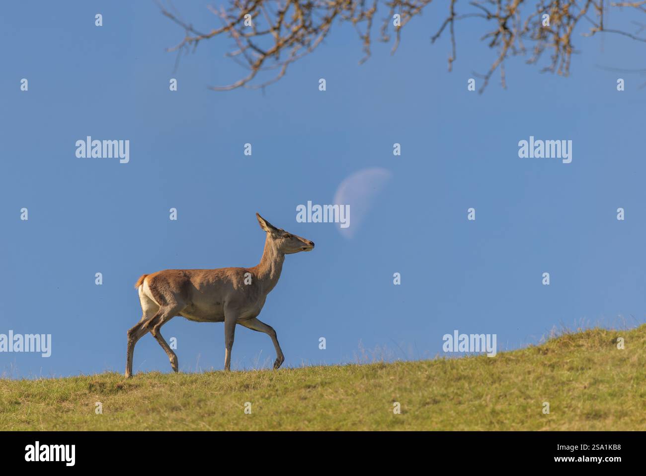 Un cervo rosso (Cervus elaphus) attraversa un prato sulla cima di una collina nella splendida luce del mattino. Sembra toccare la luna nel cielo blu Foto Stock Un cervo rosso (Cervus elaphus) attraversa un prato sulla cima di una collina nella splendida luce del mattino. Sembra toccare la luna nel cielo blu Foto Stock