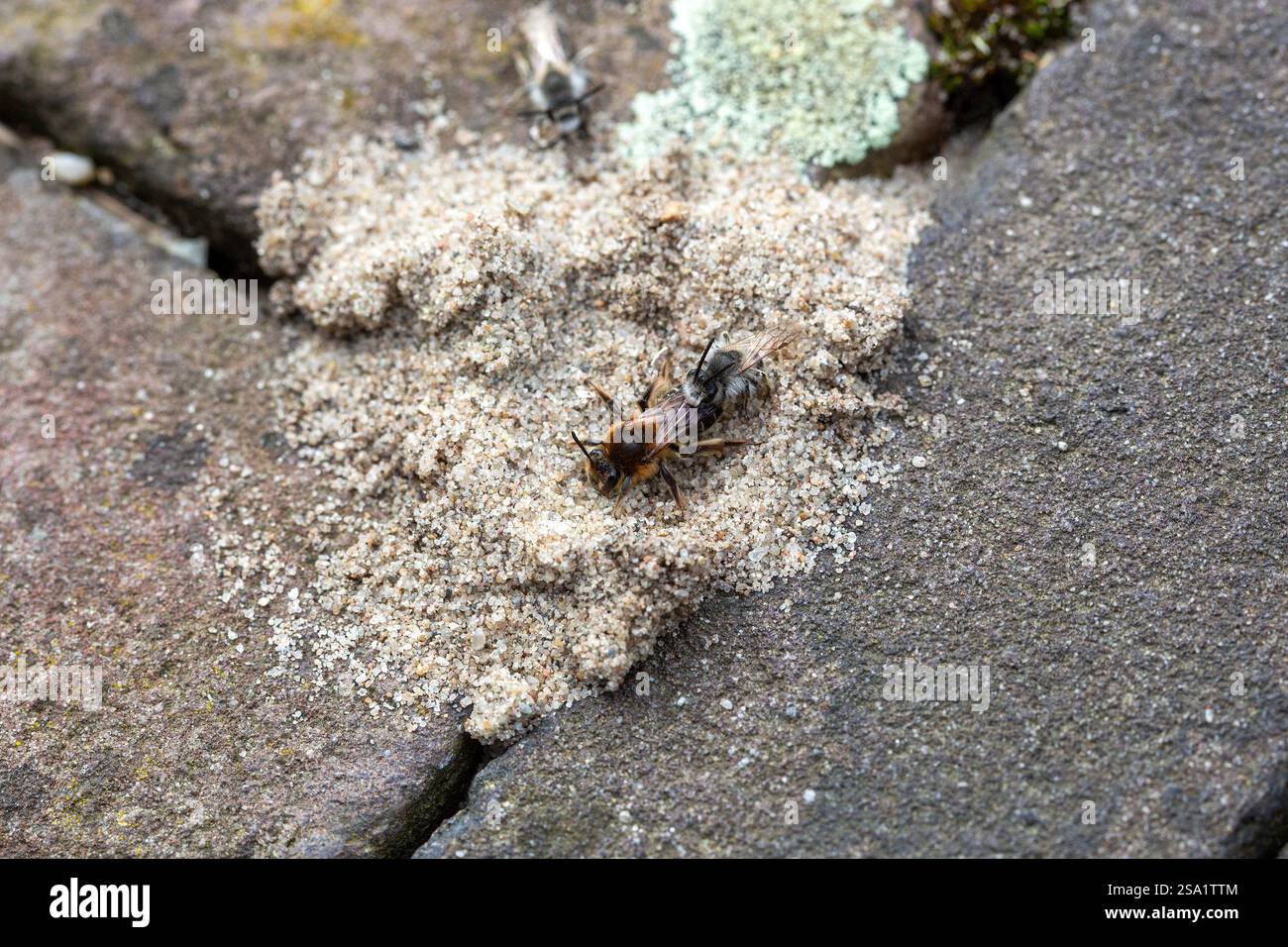 Coppia di api minatrici barbute (Andrena barbilabris) sul nido sotterraneo tra mattoni di strada Foto Stock