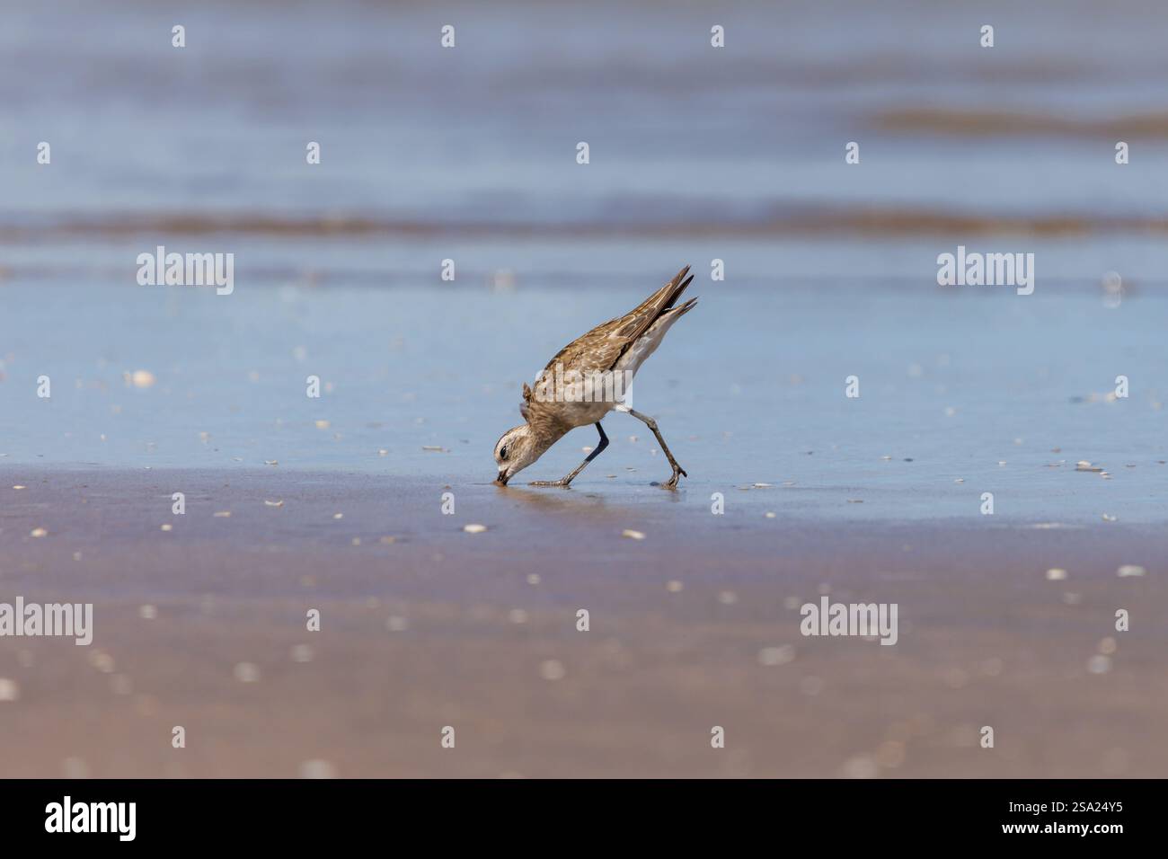 American Golden Plover (Pluvialis dominica) che si nutre sulla spiaggia. Foto Stock