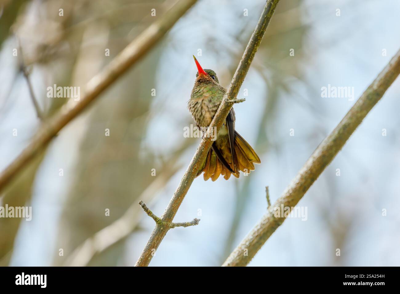 Hummingbird (Hylocharis chrysura) in zaffiro dorato arroccato su un ramo. Foto Stock