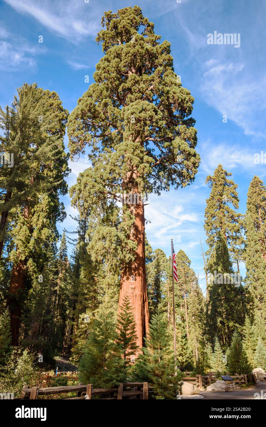 Vista del famoso sequia del generale Sherman al Sequoia National Park in una giornata di sole autunno Foto Stock