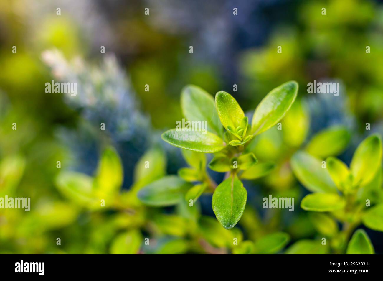 Vista ravvicinata delle foglie di timo verde vibrante, che mostrano la loro consistenza e la loro bellezza naturale. Foto Stock