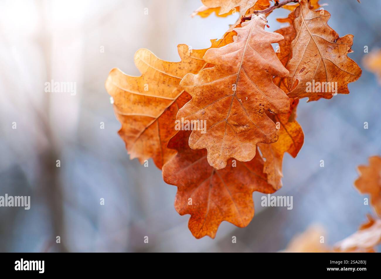 Le foglie di quercia essiccate pendono da un ramo, il loro colore marrone mostra il passaggio dell'autunno. Foto Stock