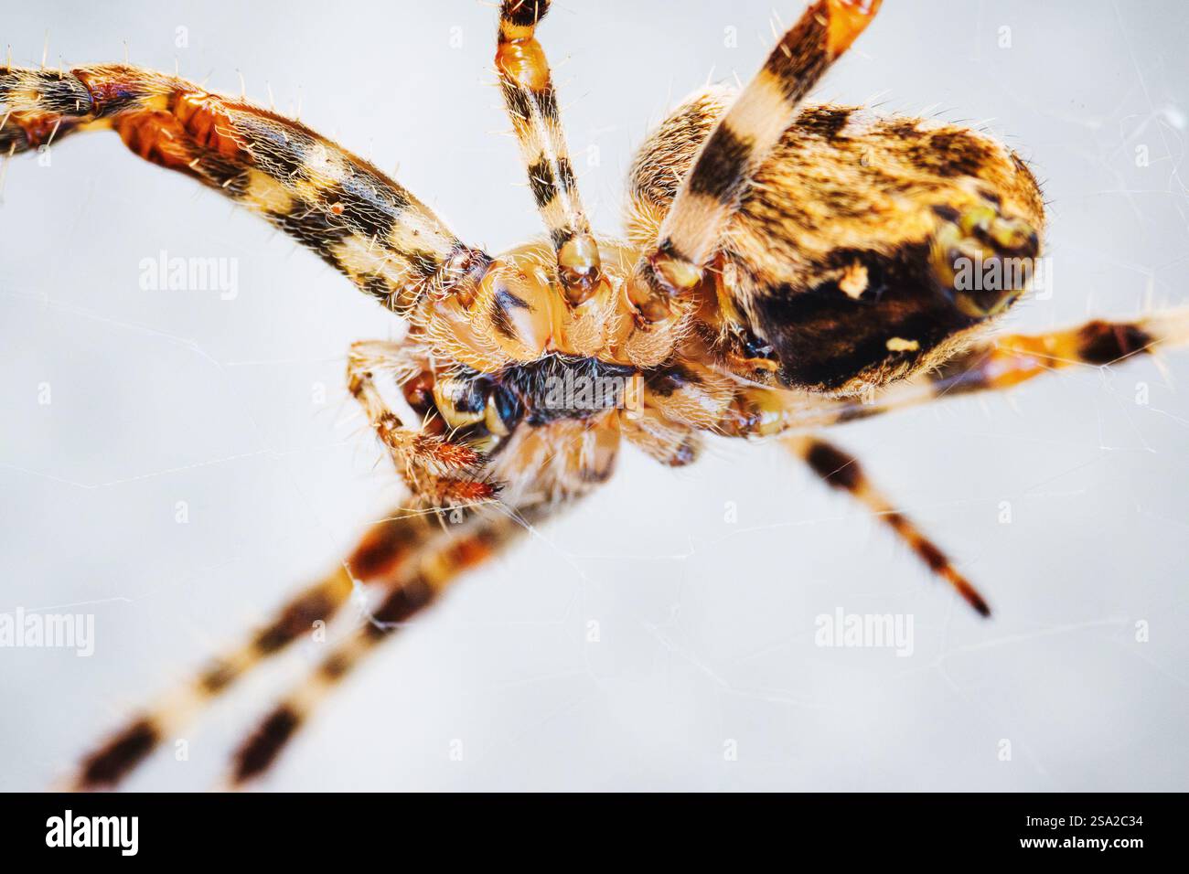 Foto macro di ragno europeo comune, dettagli ravvicinati Foto Stock