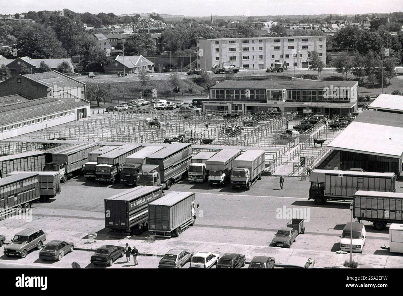 Mercato del bestiame di Salisbury, Salisbury, Wiltshire. REGNO UNITO. Intorno al 1993. Foto Stock