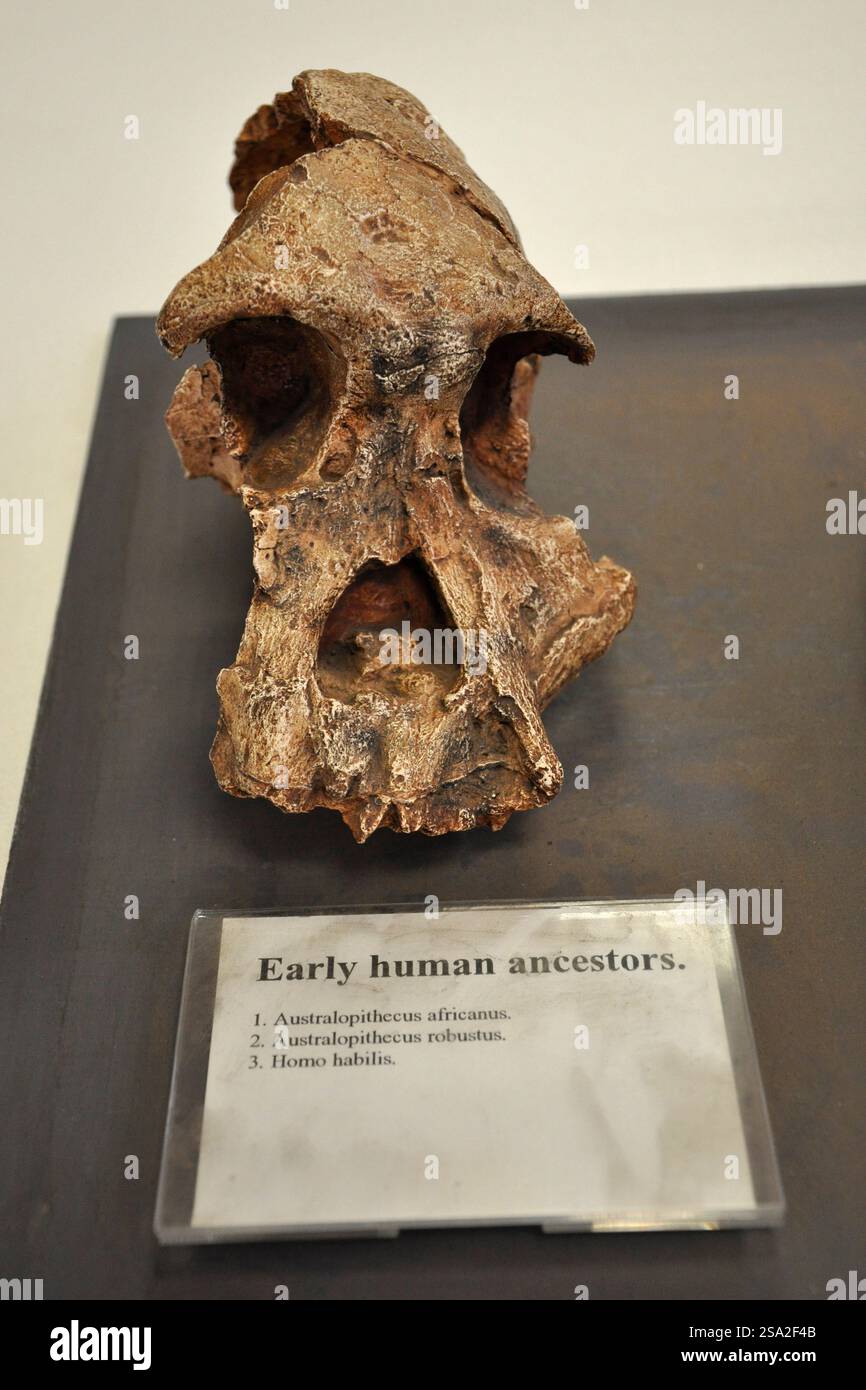 Museo Africa. Johannesburg. Sudafrica Foto Stock