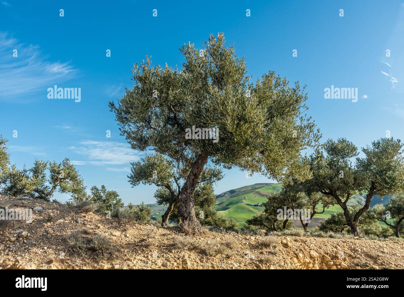 Un olivo nel mezzo di un campo nel nord della Tunisia Foto Stock