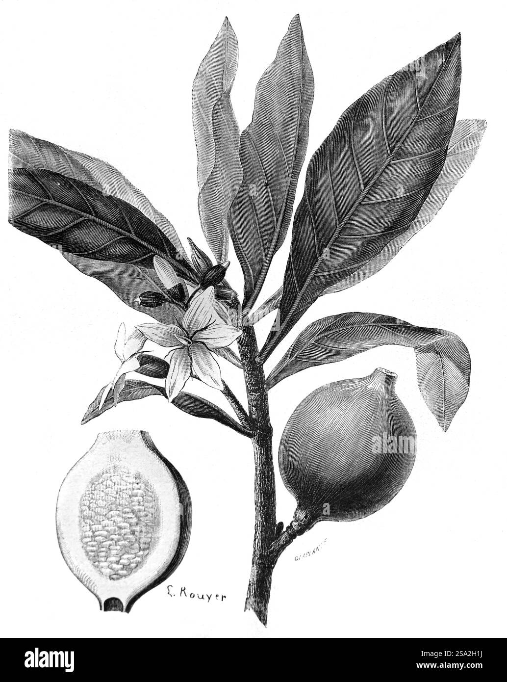 Illustrazione botanica delle foglie di Genip e dei frutti, noti come Genipap, Genipa americana. Originario del Sud America. Incisione vintage o storica o illustrazione 1864 Foto Stock