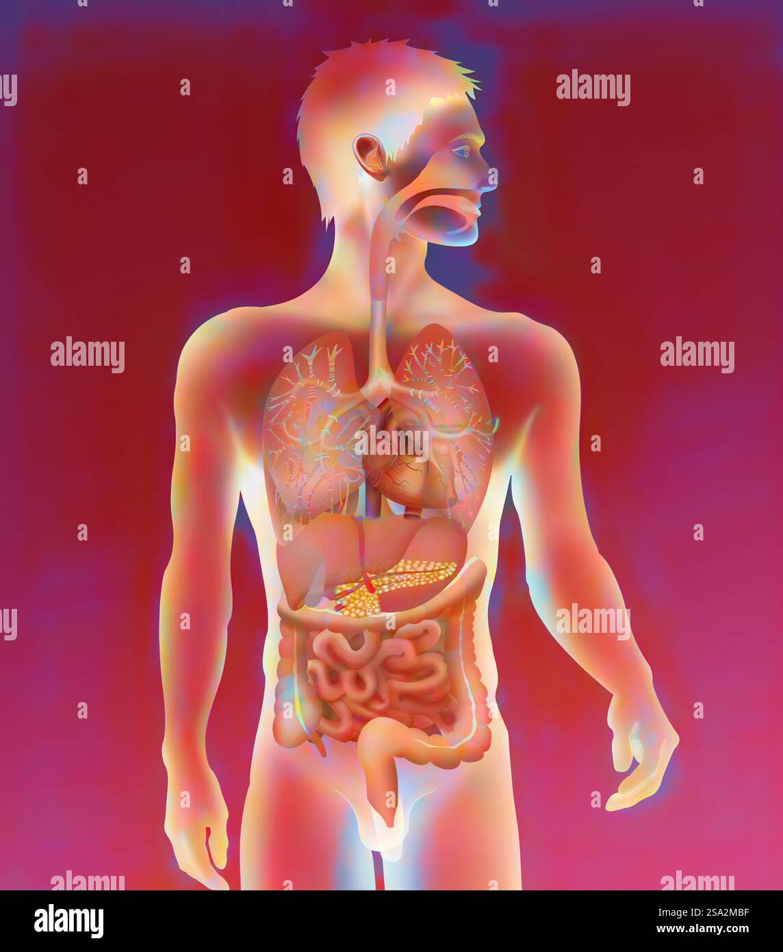 Anatomia, tronco. Foto Stock