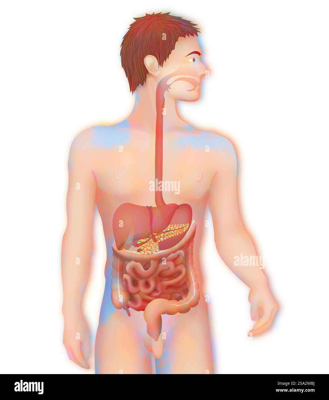 Apparato digerente, illustrazione. Foto Stock