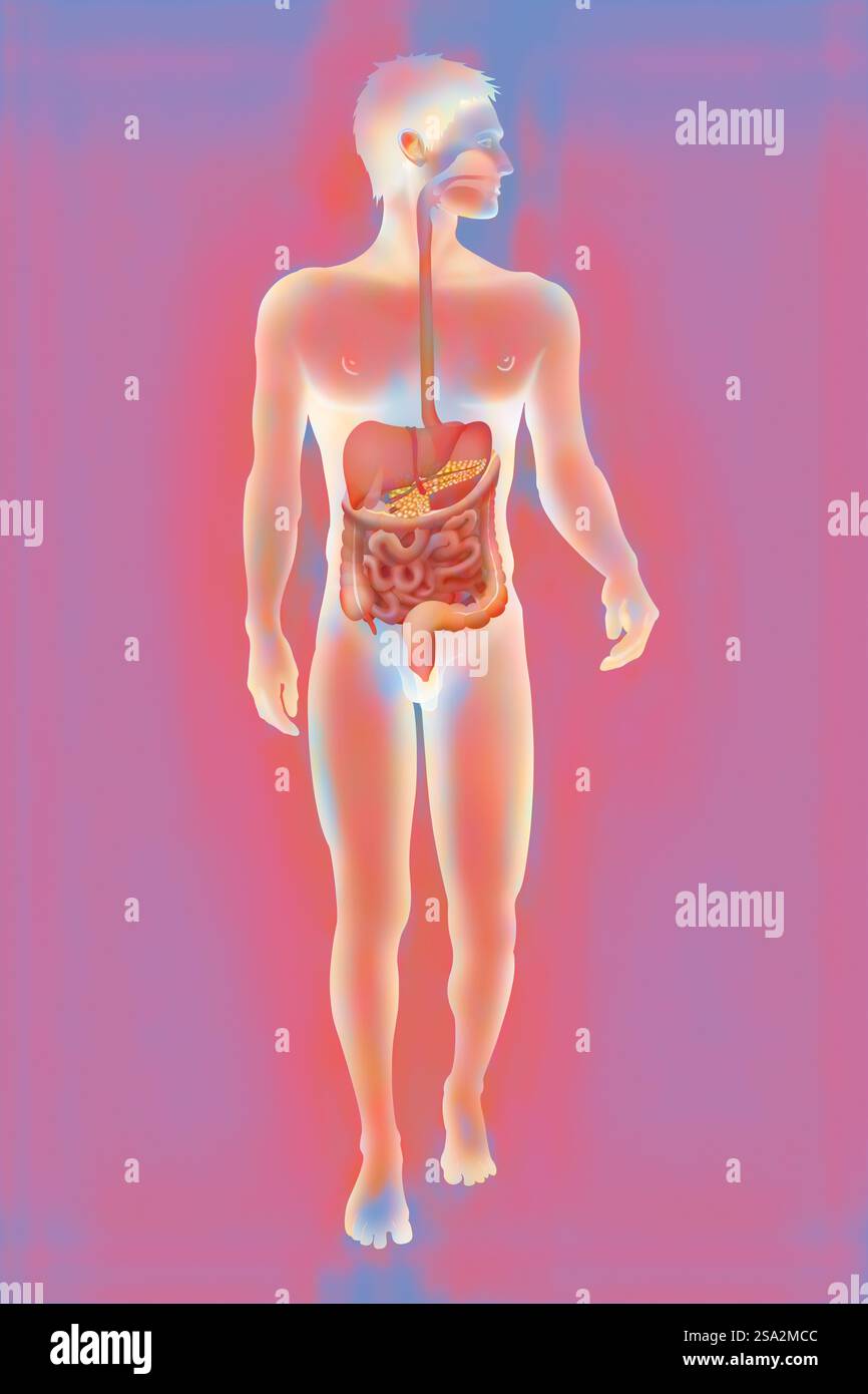 Apparato digerente, illustrazione. Foto Stock