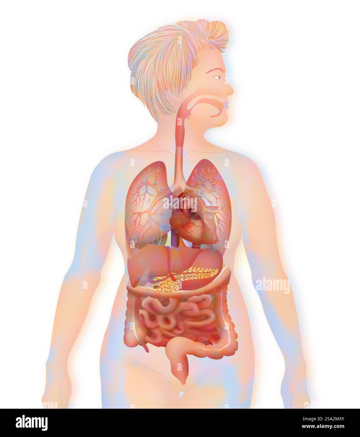 Anatomia, tronco. Foto Stock