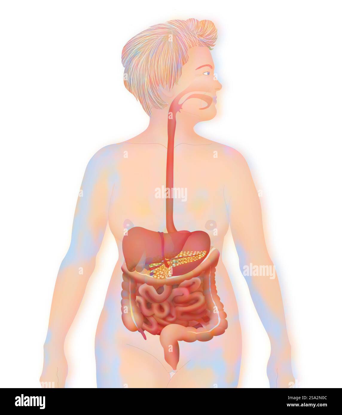 Apparato digerente, illustrazione. Foto Stock