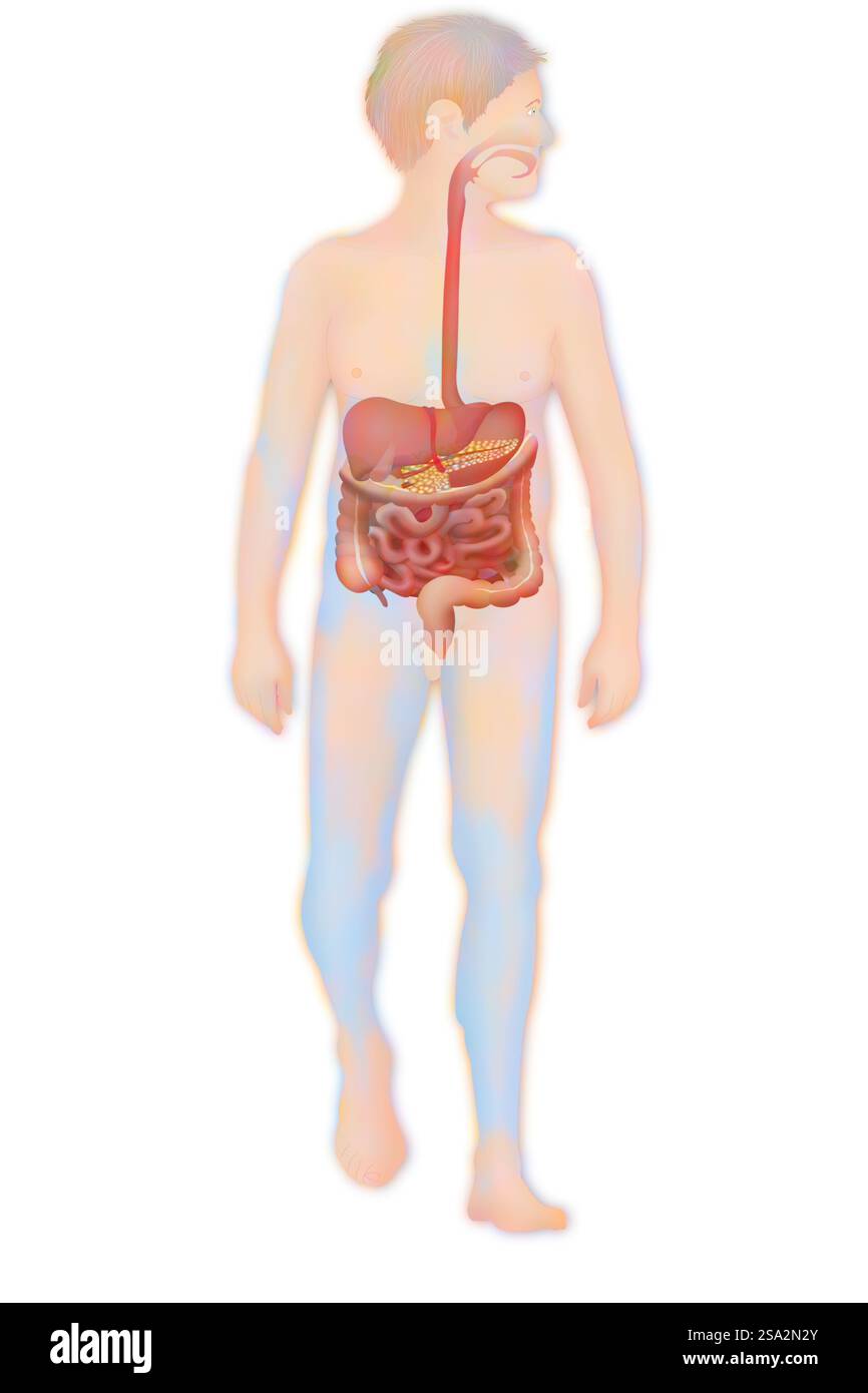 Apparato digerente, illustrazione. Foto Stock