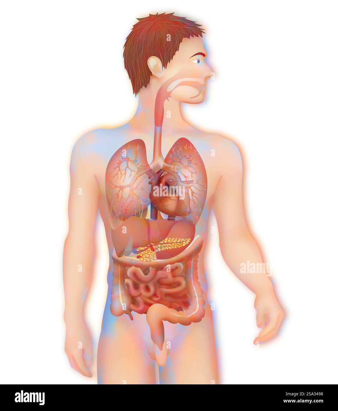 Anatomia, anatomia tronco, tronco 016889 014 Foto Stock