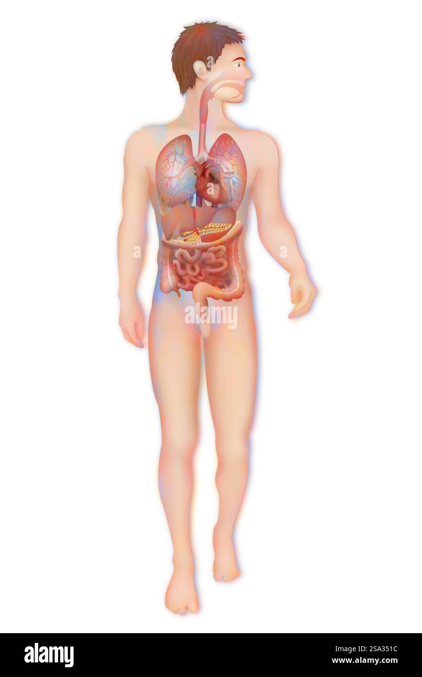 Anatomia, anatomia tronco, tronco 016889 038 Foto Stock