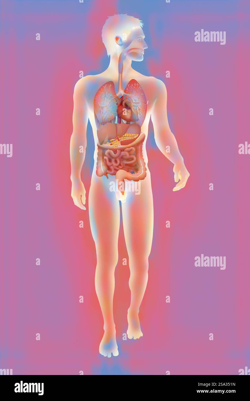 Anatomia, anatomia tronco, tronco 016889 037 Foto Stock