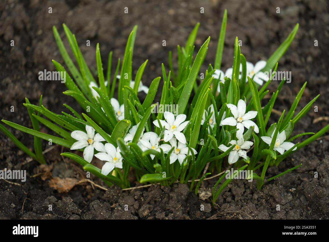 Ornithogalum cresce nel giardino. Piante perenni con foglie basali lineari, che crescono da un bulbo. Fiori a forma di stella, Stella di Betlemme. La prima sp Foto Stock